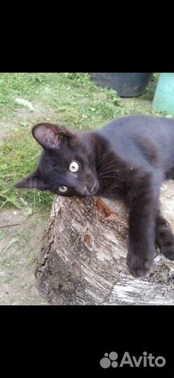 Кошка