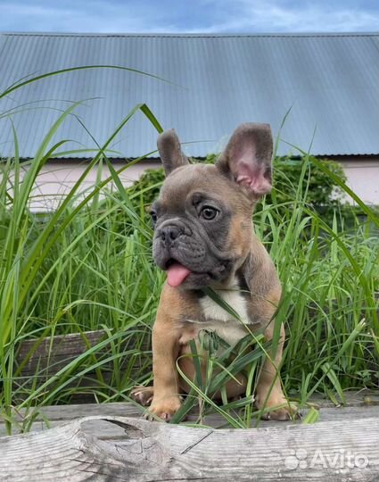Французский бульдог щенки