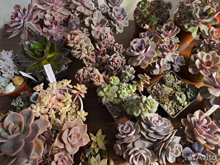 Букеты из суккулентов