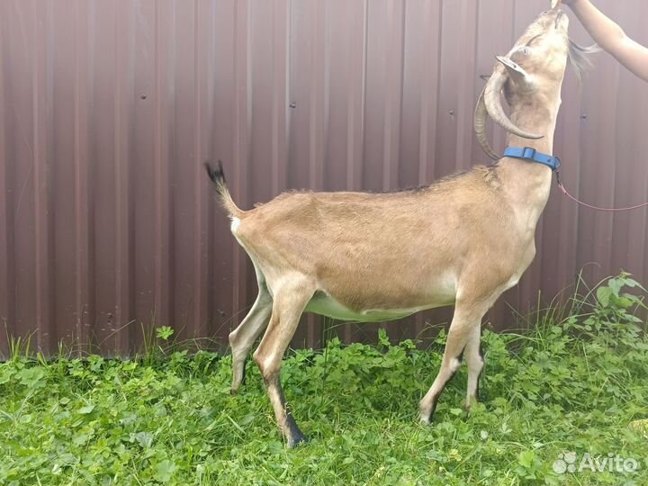 Коза дойная альпийская