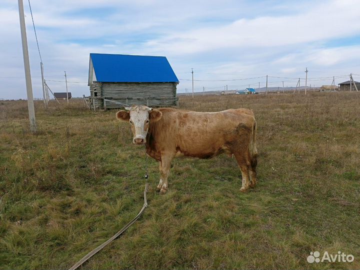 Продам карову