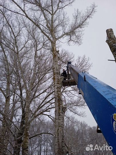 Спил деревьев