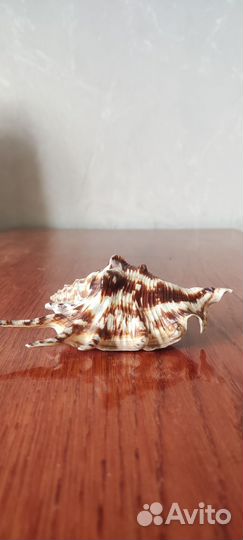 Ракушки морские