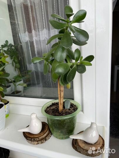 Денежное дерево Толстянка Комнатные цветы