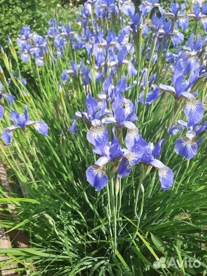 Ирис сибирский