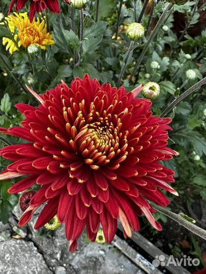 Хризантемы