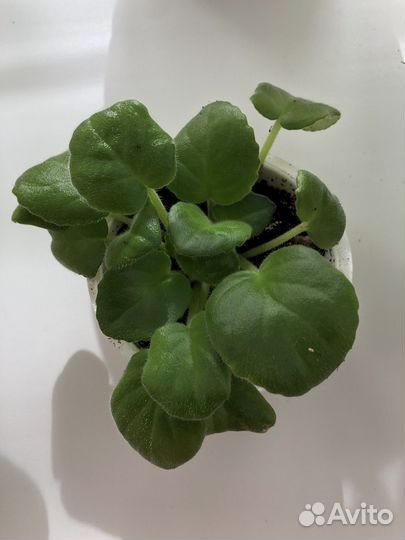 Фиалка нежно-голубая