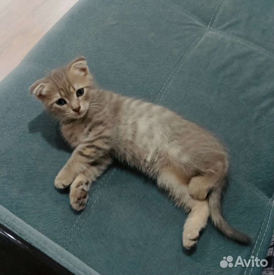 Кошки шотландцы