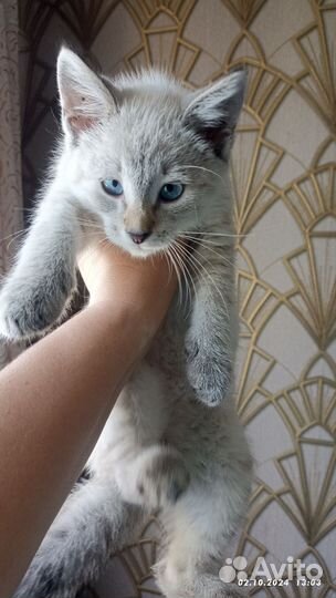 Котенок в добрые руки мальчик красавчик