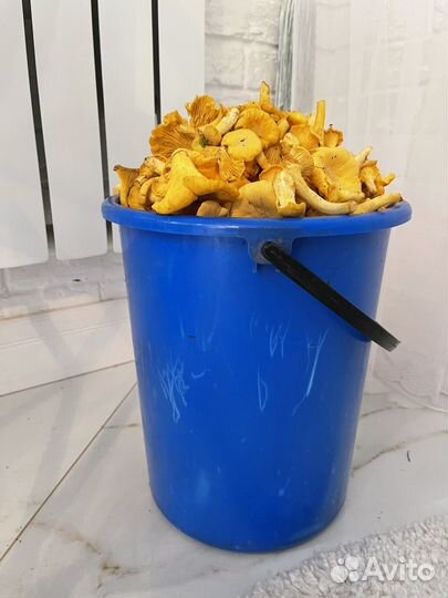 Грибы лисички свежие