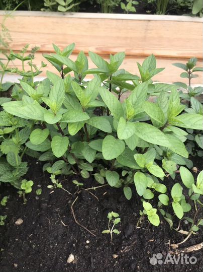 Базилик, мята