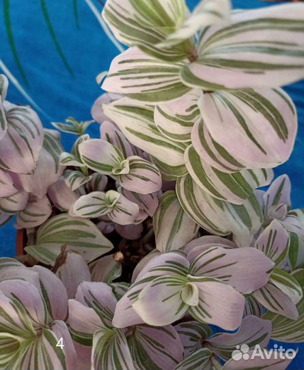 Традесканция зебрина