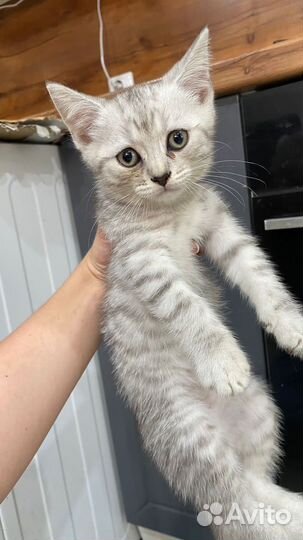 Шотландские котята