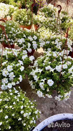 Петуния калибрахоа вегетативные маточники Кашпо