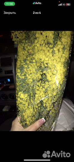 Живые цветы, мимоза