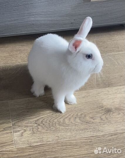 Декоративные кролики