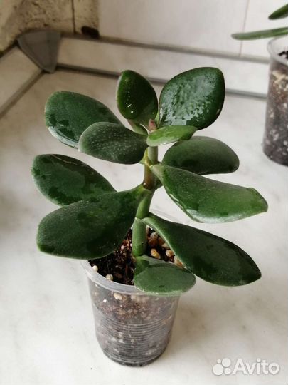 Крассула Овата. Кактус. Алоэ вера. Комнатные цветы