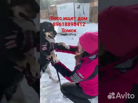 Собака в добрые руки