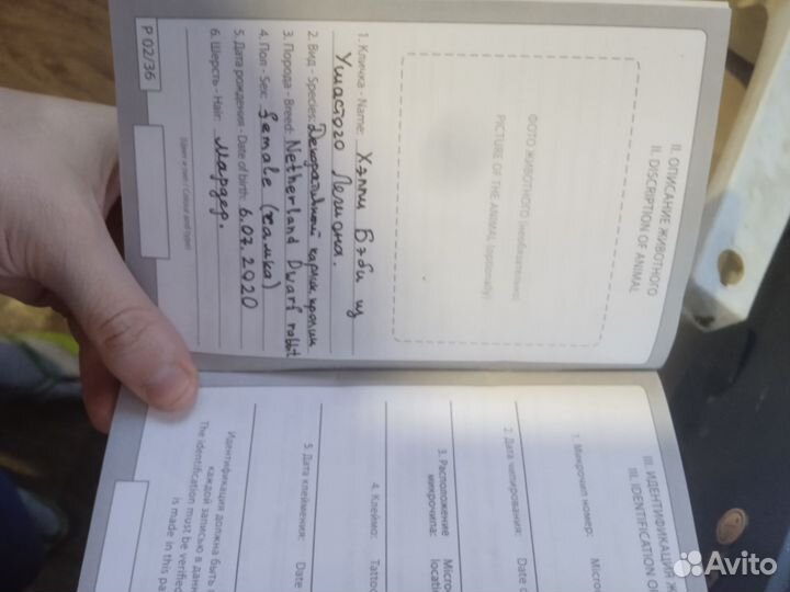 Декоративные кролики домашний мини