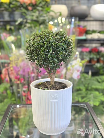 Миртовое дерево