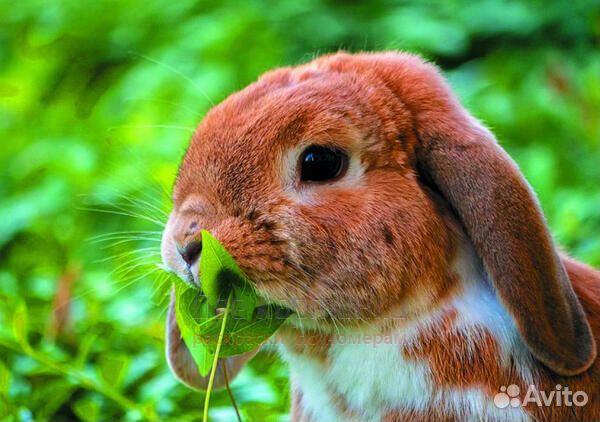 Алмазная мозаика 30x40 Вислоухий кролик среди трав