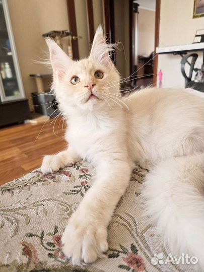 Мальчик мейн-кун