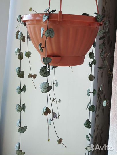 Циропегия вуда