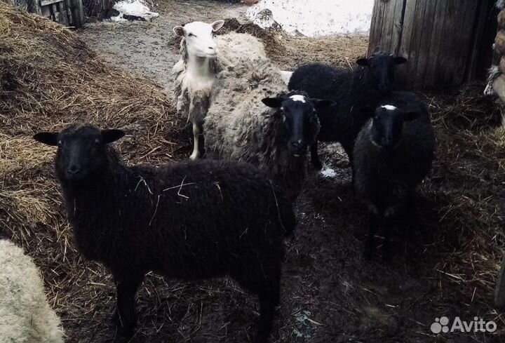 Овцы бараны