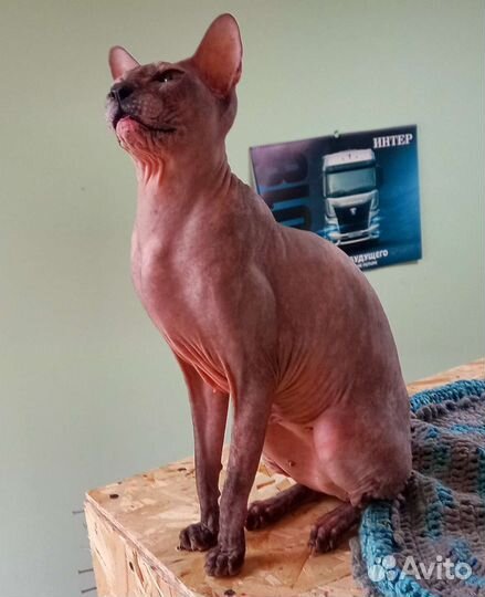 Сфинкс ищет дом