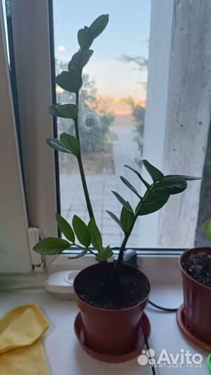 Замиокулькас