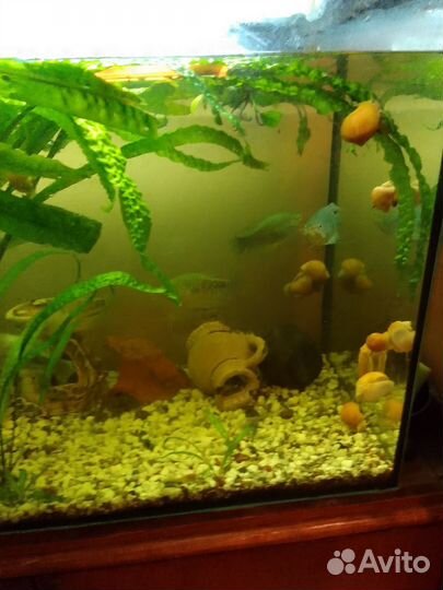 Аквариумные рыбки