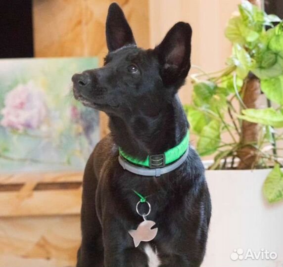 Пес в добрые руки