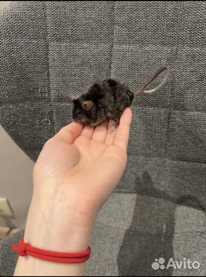 Декоративная мышка