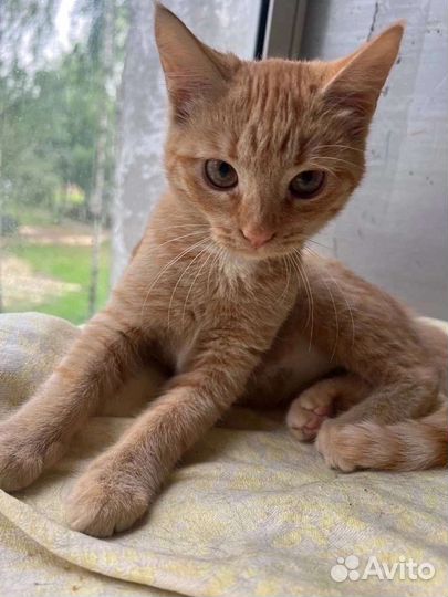 Ласкуша Николь