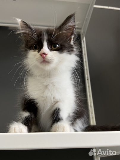 Котенок девочка в добрые руки 2 месяца