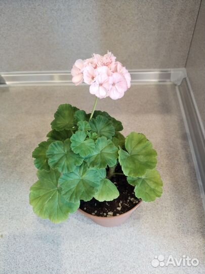 Пеларгония