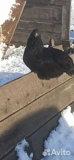 Инкубационное яйцо породистых кур