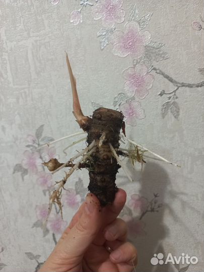 Алоказия Полли