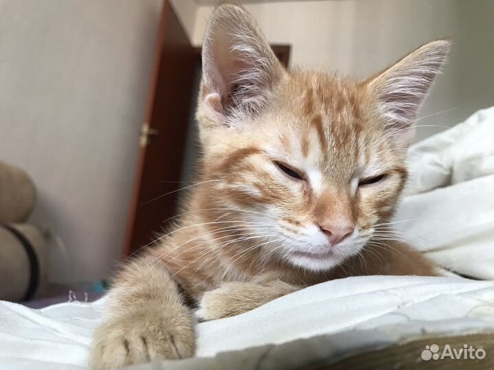 Отдав в добрые руки