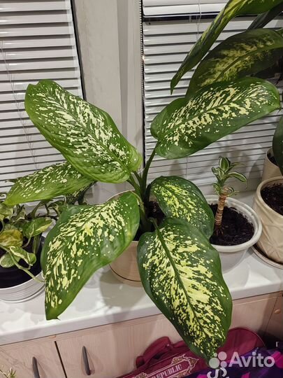 Диффенбахия древовидная и обычная