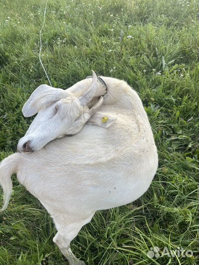 Нубийские козы