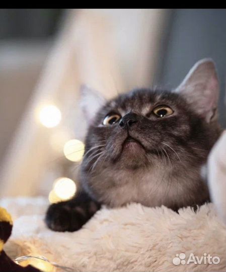 Котик из приюта
