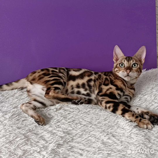 Бенгальская кошка