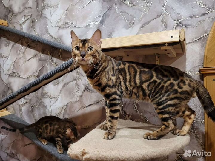 Бенгальские котята