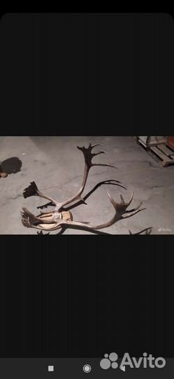 Продам рога оленя