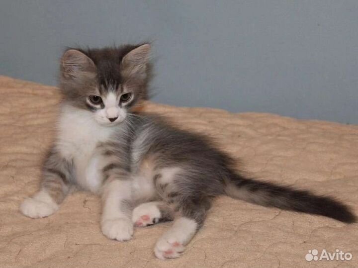 Котенок мальчик