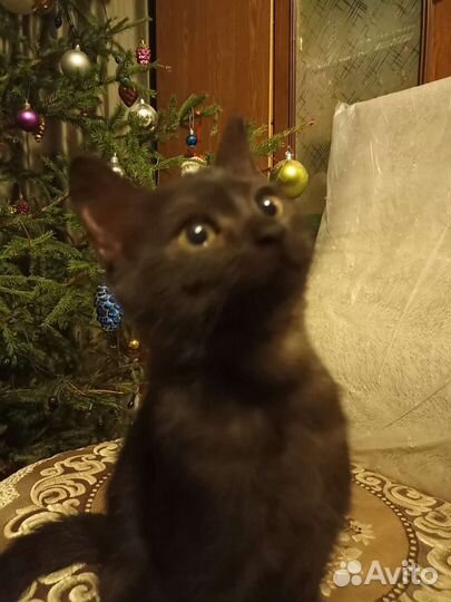 Котята в добрые руки бесплатно