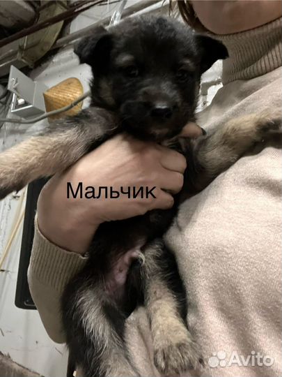 Щенки-малыши Иркутск