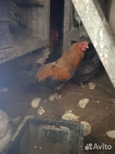 Молодые петухи