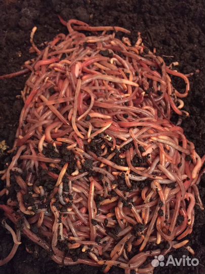 Черви Дендробена венета, Старатель